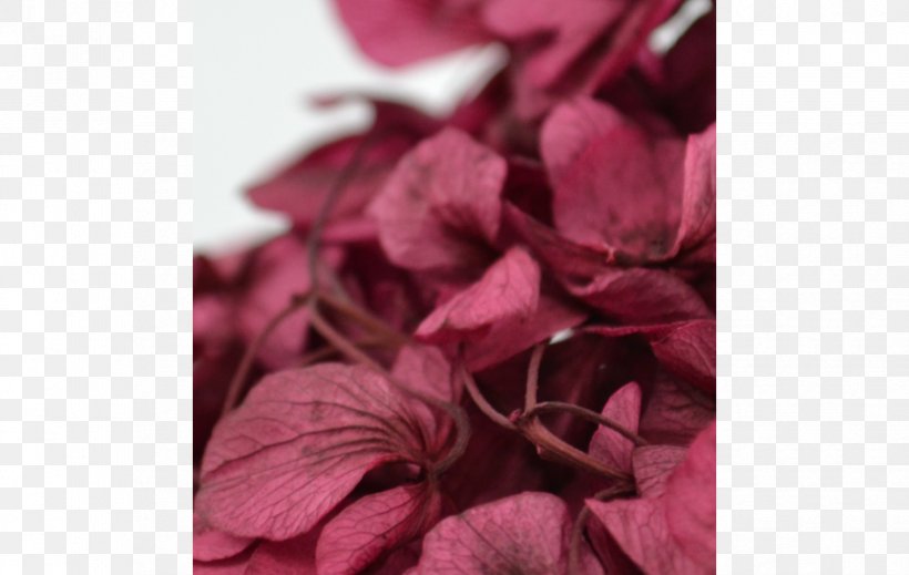 Petal Rose Family Pink M, PNG, 863x547px, Petal, Family, Flower, Magenta, Pink Download Free