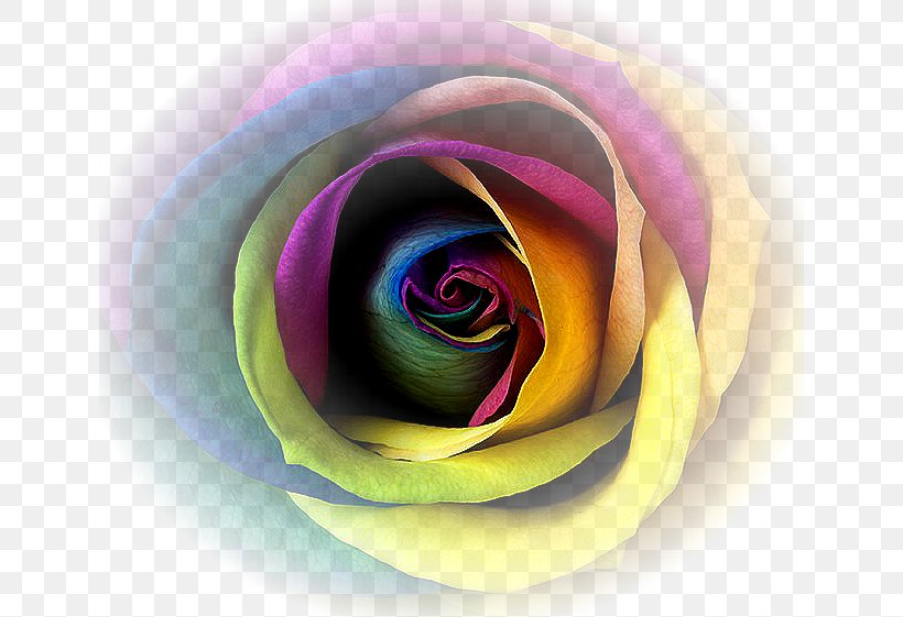 Rainbow Rose Flower Petal Wallpaper, PNG, 640x561px, Rainbow Rose, Advertising, Close Up, Computer, Flower Download Free