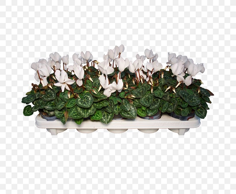 Cyclamen Fa. P.A.M. Van Os Houseplant Flowerpot Kleine Achterweg, PNG, 675x675px, Cyclamen, Buttercup, Centimeter, Floraxchange, Flower Download Free