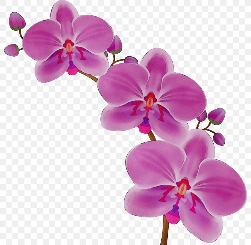 Flower Flowering Plant Petal Moth Orchid Pink, PNG, 795x800px, Watercolor, Flower, Flowering Plant, Magenta, Moth Orchid Download Free