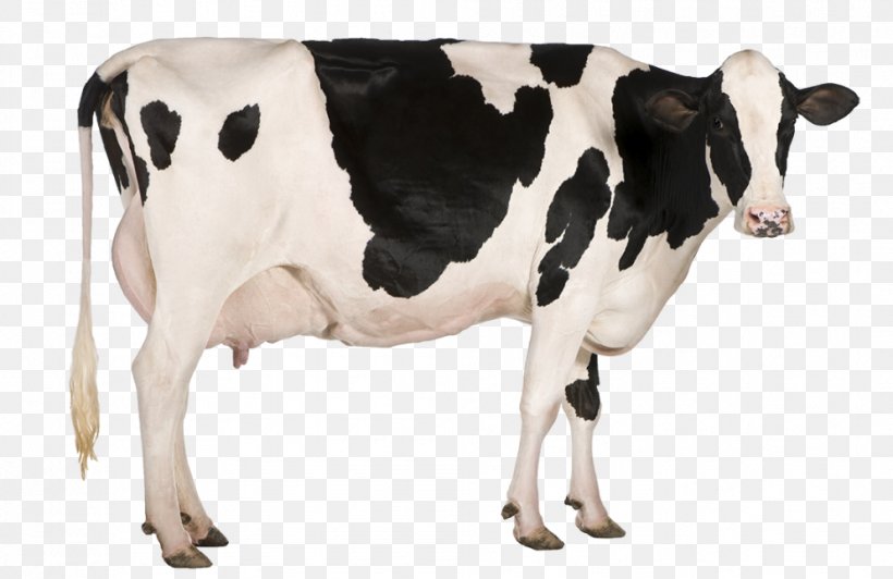 Holstein Friesian Cattle Milk Dairy Cattle Dairy Farming, PNG, 992x644px, Holstein Friesian Cattle, A2 Milk, Agriculture, Calf, Cattle Download Free