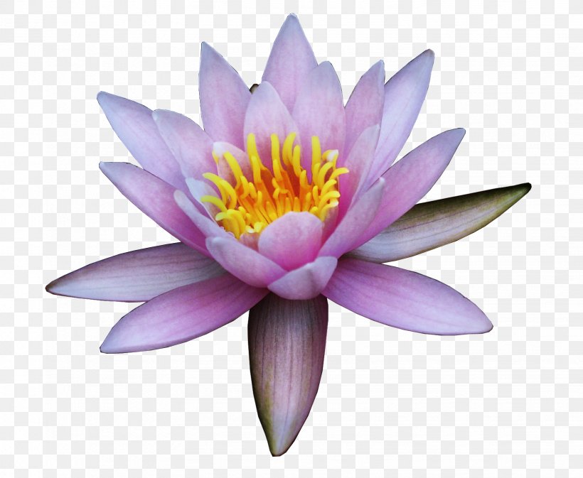 Nelumbo Nucifera Flower Water Lily Clip Art, PNG, 1634x1342px, Nelumbo Nucifera, Aquatic Plant, Filename Extension, Flora, Flower Download Free