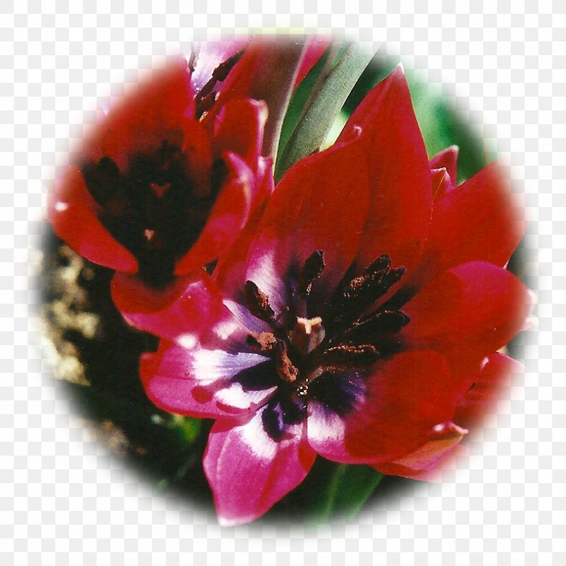 Tulip Essence Flower Intuition Birth, PNG, 833x833px, Tulip, Biological Life Cycle, Birth, Essence, Flower Download Free