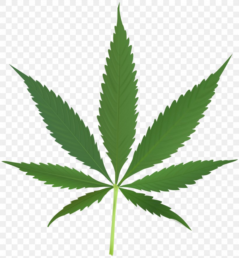 Cannabis Sativa Marijuana Medical Cannabis Hemp, PNG, 2000x2164px, Cannabis Sativa, Bong, Cannabidiol, Cannabinoid, Cannabinol Download Free