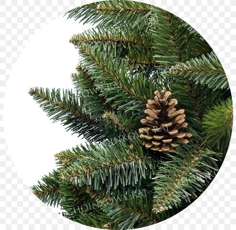 Fir Spruce Pine Christmas Ornament Evergreen, PNG, 800x800px, Fir, Christmas, Christmas Ornament, Conifer, Evergreen Download Free