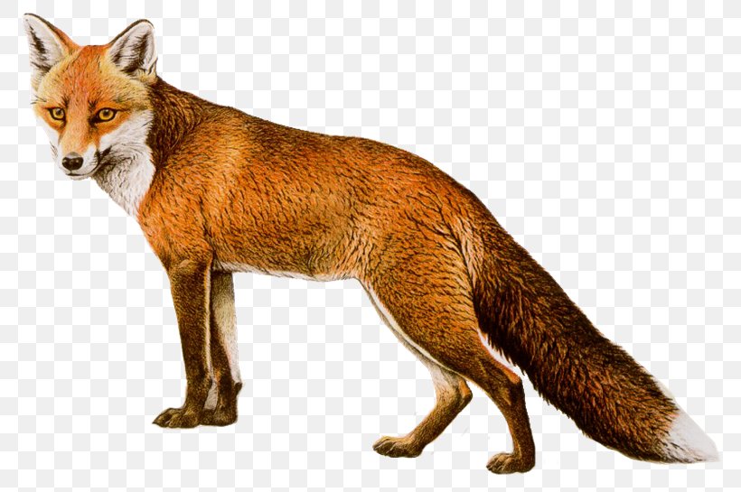 Fox Clip Art, PNG, 800x545px, Fox, Canidae, Carnivoran, Dhole, Display Resolution Download Free