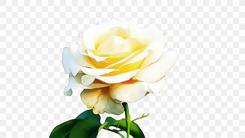 Garden Roses, PNG, 2668x1500px, Flower, Floribunda, Garden Roses, Petal, Plant Download Free