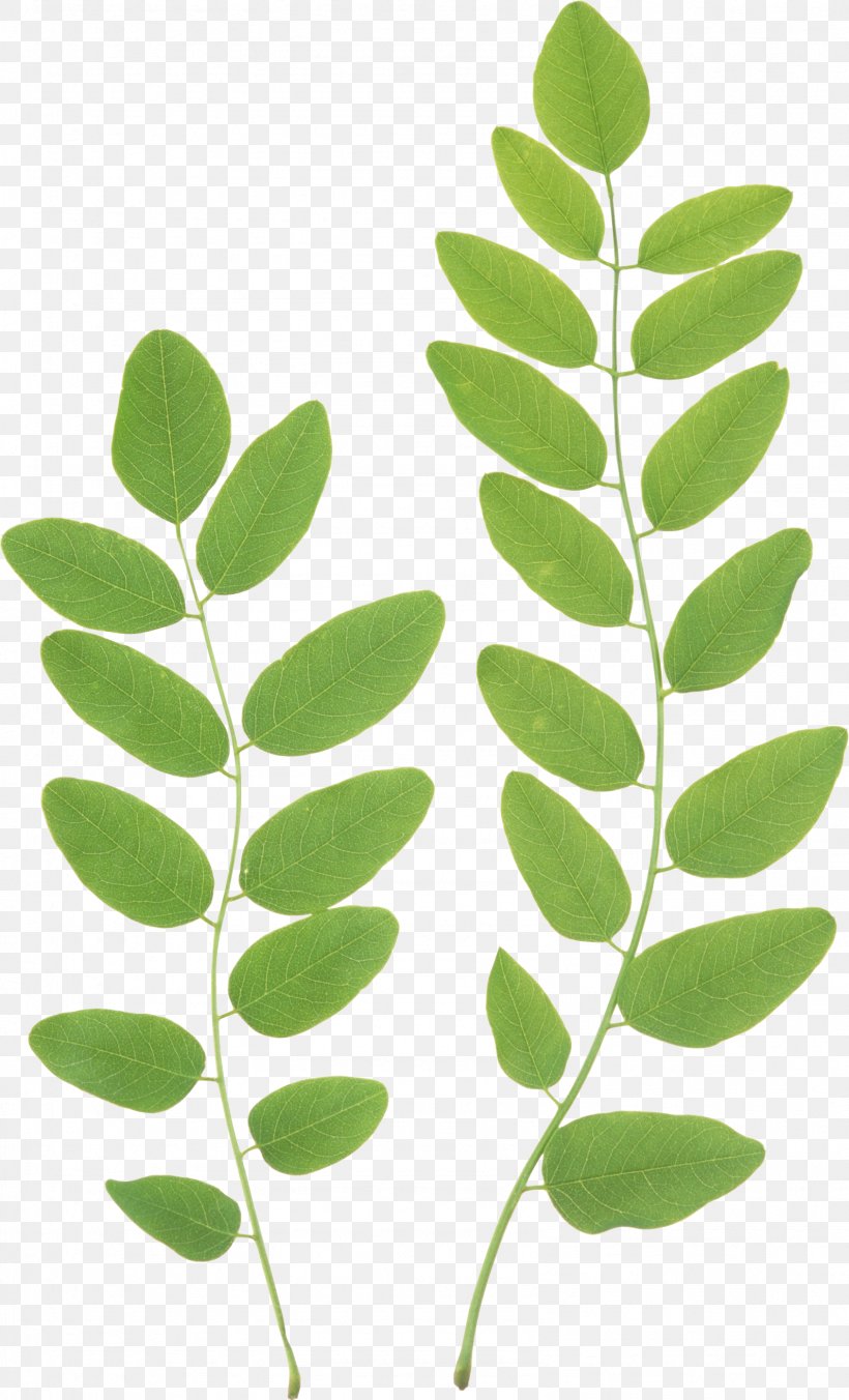 Leaf Green Clip Art, PNG, 1591x2624px, Leaf, Autumn Leaf Color, Branch, Diagram, Green Download Free