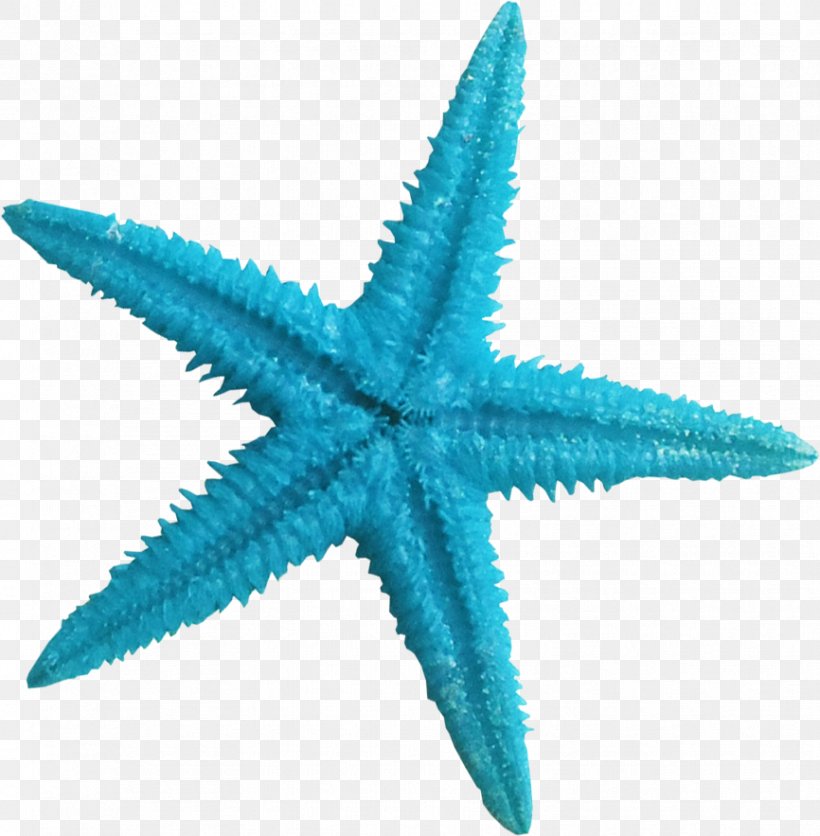 Starfish Blue Color Clip Art, PNG, 866x883px, Starfish, Aqua, Blue, Color, Contrast Download Free