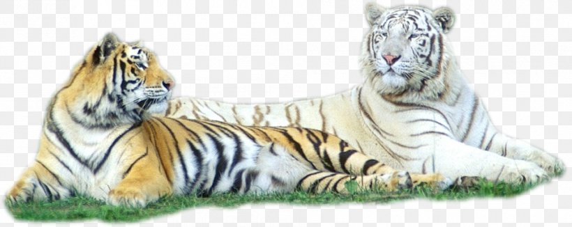 Tiger Cat The Jungle Book Animaatio, PNG, 955x380px, Tiger, Animaatio, Animal, Animal Figure, Bear Download Free