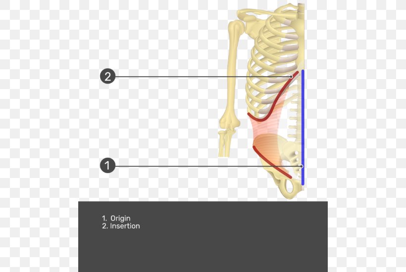 Transverse Abdominal Muscle Rectus Abdominis Muscle Origin And Insertion Abdominal External Oblique Muscle, PNG, 504x550px, Watercolor, Cartoon, Flower, Frame, Heart Download Free