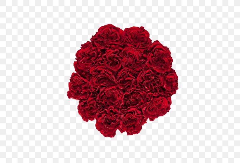Black Pink Rose, PNG, 600x557px, Garden Roses, Black, Carmine, Color, Crochet Download Free