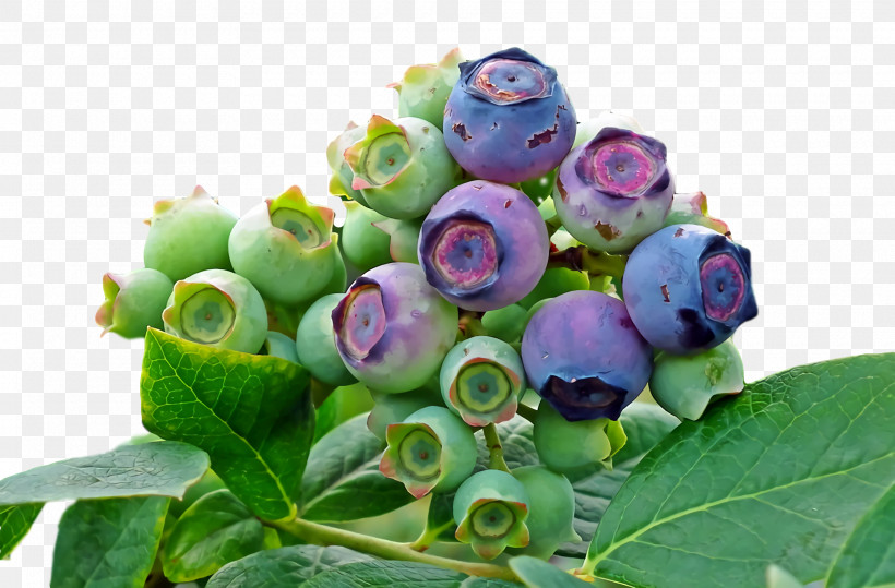 Cut Flowers Blueberry Bilberry Purple Flower, PNG, 1920x1264px, Cut Flowers, Bilberry, Blueberry, Flower, Purple Download Free