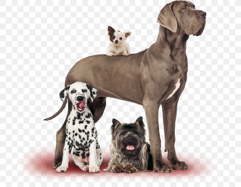 Great Dane Puppy Dog Breed Canadian Eskimo Dog Shiba Inu, PNG, 705x637px, Great Dane, Animal, Breed, Canadian Eskimo Dog, Carnivoran Download Free