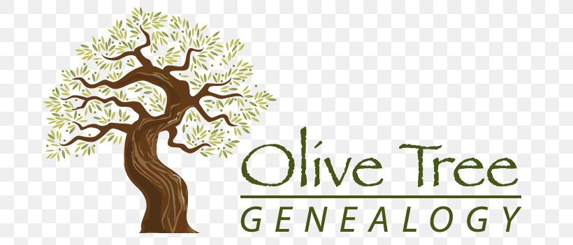 Olive Tree Of Vouves Branch Root, PNG, 722x351px, Olive Tree Of Vouves, Branch, Brand, Flower, Genealogy Download Free