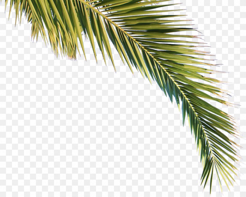 Arecaceae Asian Palmyra Palm Tree Pine Clima Subtropical, PNG, 903x725px, Arecaceae, Arecales, Asian Palmyra Palm, Borassus, Borassus Flabellifer Download Free
