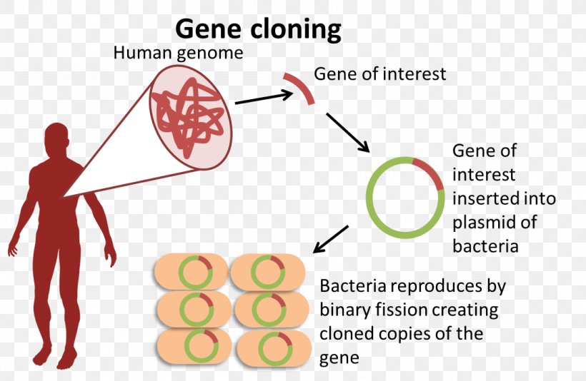 Biology Genome Organism Gene Molecular Cloning, PNG, 1101x718px, Watercolor, Cartoon, Flower, Frame, Heart Download Free