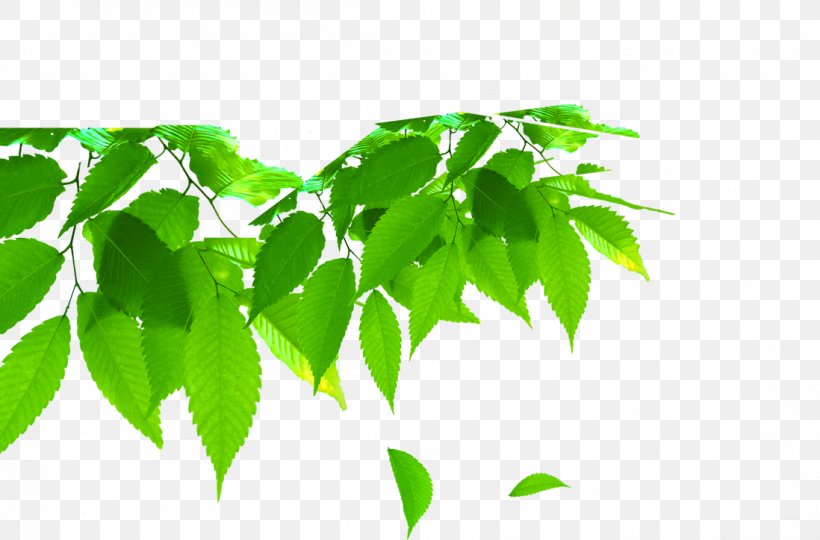 Leaf Green, PNG, 1098x724px, Leaf, Branch, Computer Graphics, Deciduous, Designer Download Free