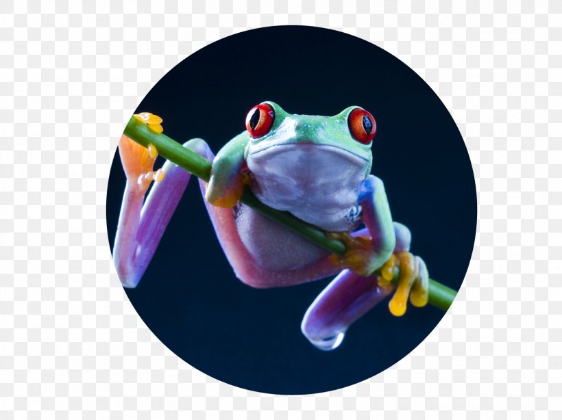 Red-eyed Tree Frog Desktop Wallpaper Salamander, PNG, 1667x1250px, Frog, Amphibian, Animal, Biological Life Cycle, Lithobates Clamitans Download Free