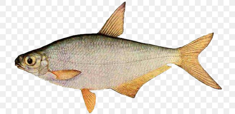 White-eye Bream Common Bream Fish Khopyor River Aral Sea, PNG, 731x400px, Whiteeye Bream, Angling, Animal Figure, Aral Sea, Ballerus Download Free