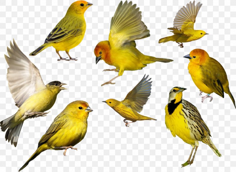 Bird Desktop Wallpaper Clip Art, PNG, 1546x1128px, Bird, Beak, Bird Migration, Canary, Display Resolution Download Free