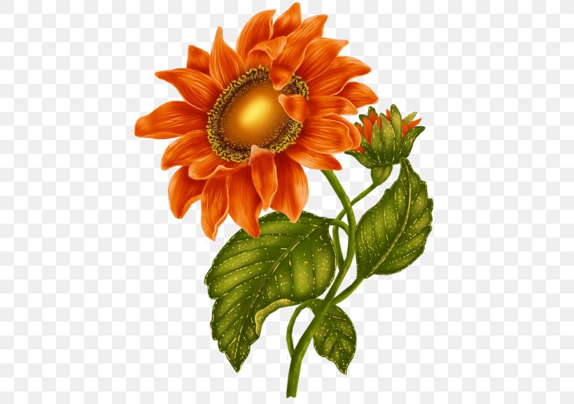 Common Sunflower Clip Art, PNG, 447x578px, Flower, Blog, Chrysanths, Common Sunflower, Cut Flowers Download Free