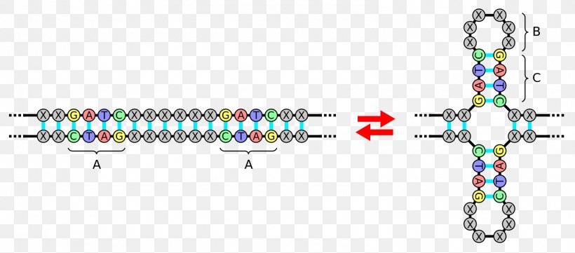Palindromic Sequence Palindrome DNA Nucleic Acid Sequence Inverted Repeat, PNG, 1590x700px, Palindromic Sequence, Art, Body Jewelry, Complementarity, Diagram Download Free