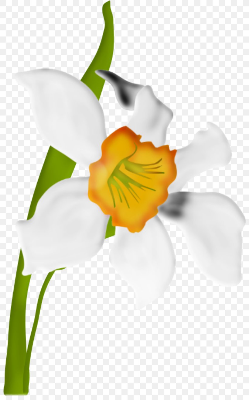 Cut Flowers Clip Art, PNG, 800x1316px, Flower, Arum, Blume, Cut Flowers, Flowering Plant Download Free