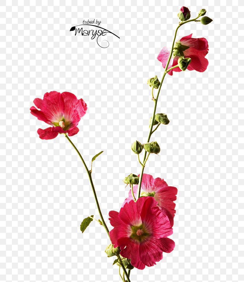 Cut Flowers Floral Design Plant Stem Petal, PNG, 662x945px, Flower, Annual Plant, Cut Flowers, Floral Design, Flower Arranging Download Free