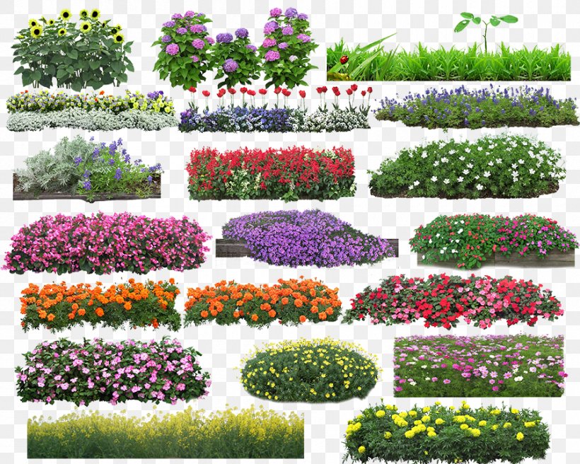 Flower Download, PNG, 900x720px, Flower, Annual Plant, Art, Botanical Garden, Evergreen Download Free