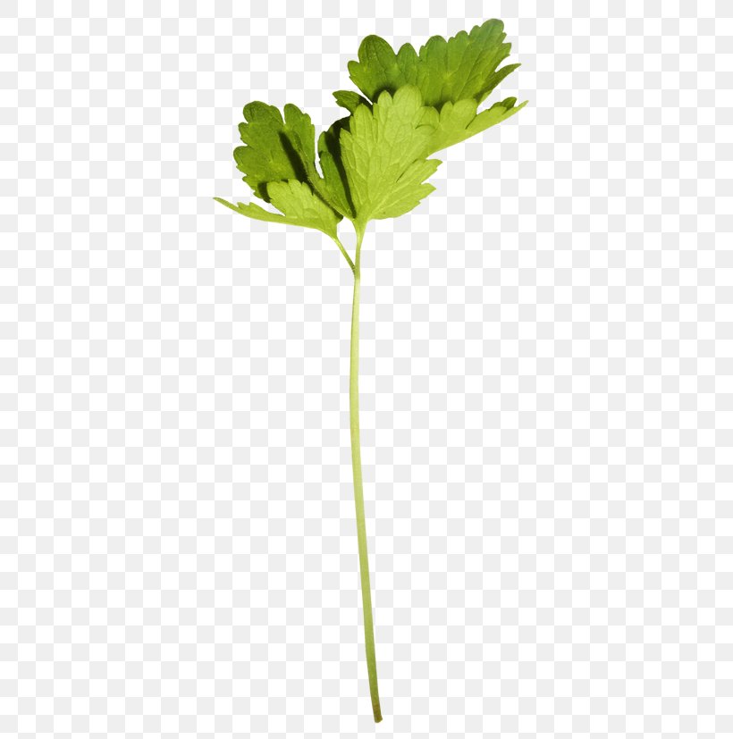 Leaf Vegetable Yandex Search Petal Plant Stem, PNG, 400x827px, Leaf, Branch, Flower, Garden Roses, Green Download Free