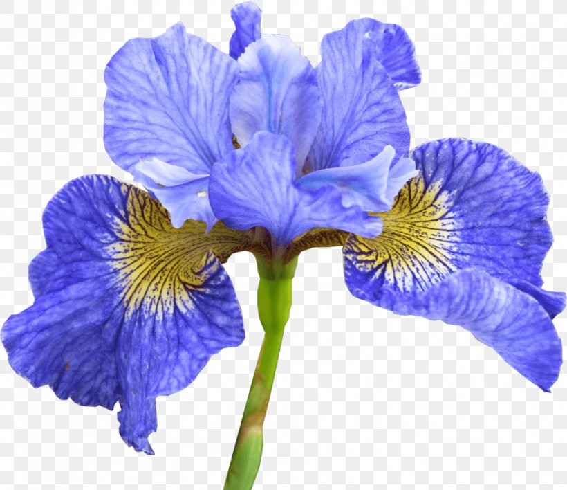 Northern Blue Flag בריכת נוי Pond Swimming Pool מים שקטים, PNG, 966x835px, Northern Blue Flag, Ecology, Flower, Flowering Plant, Iris Download Free