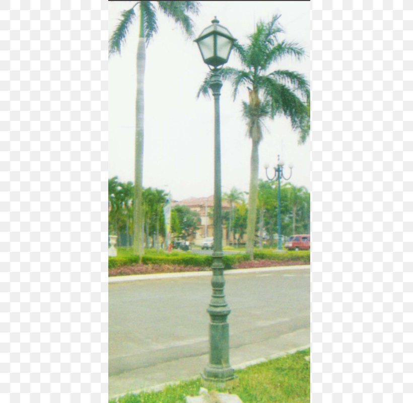Street Light Utility Pole Lamp Asian Palmyra Palm, PNG, 800x800px, 1993, Street Light, Arecales, Asian Palmyra Palm, Borassus Download Free