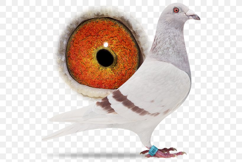 Columbidae Sangers Pigeons BV Bird Beak Épernay, PNG, 556x549px, Columbidae, Beak, Bird, Breed, Email Download Free