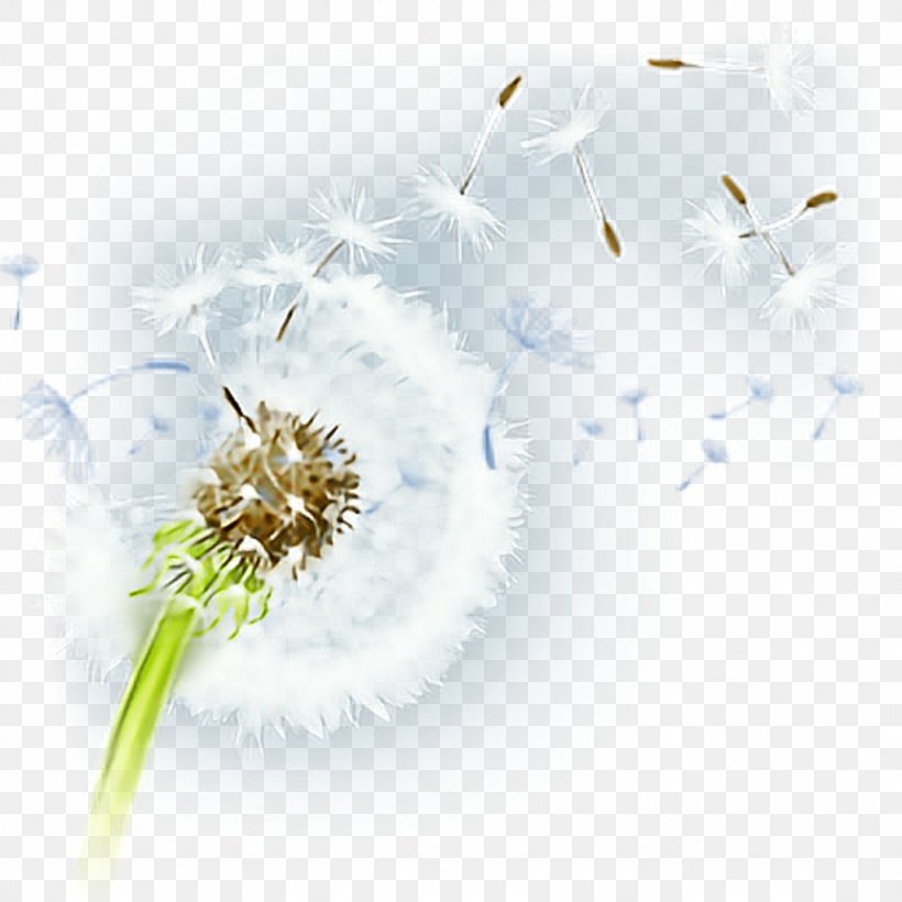 Flower Desktop Wallpaper Petal Pollen Plant, PNG, 1024x1024px, Flower, Close Up, Closeup, Computer, Dandelion Download Free