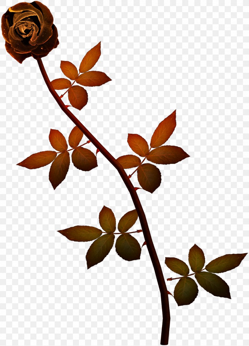 Flower Leaf Plant Branch Twig, PNG, 1149x1600px, Flower, Branch, Leaf, Plant, Plant Stem Download Free