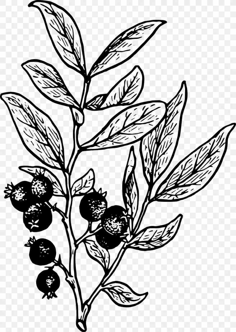 Huckleberry Drawing Clip Art, PNG, 908x1280px, Huckleberry, Berry, Black And White, Blackberry, Blueberry Download Free