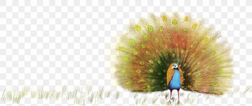 Peafowl Graphic Design, PNG, 4000x1697px, Peafowl, Animal, Beak, Drawing, Entertainment Download Free