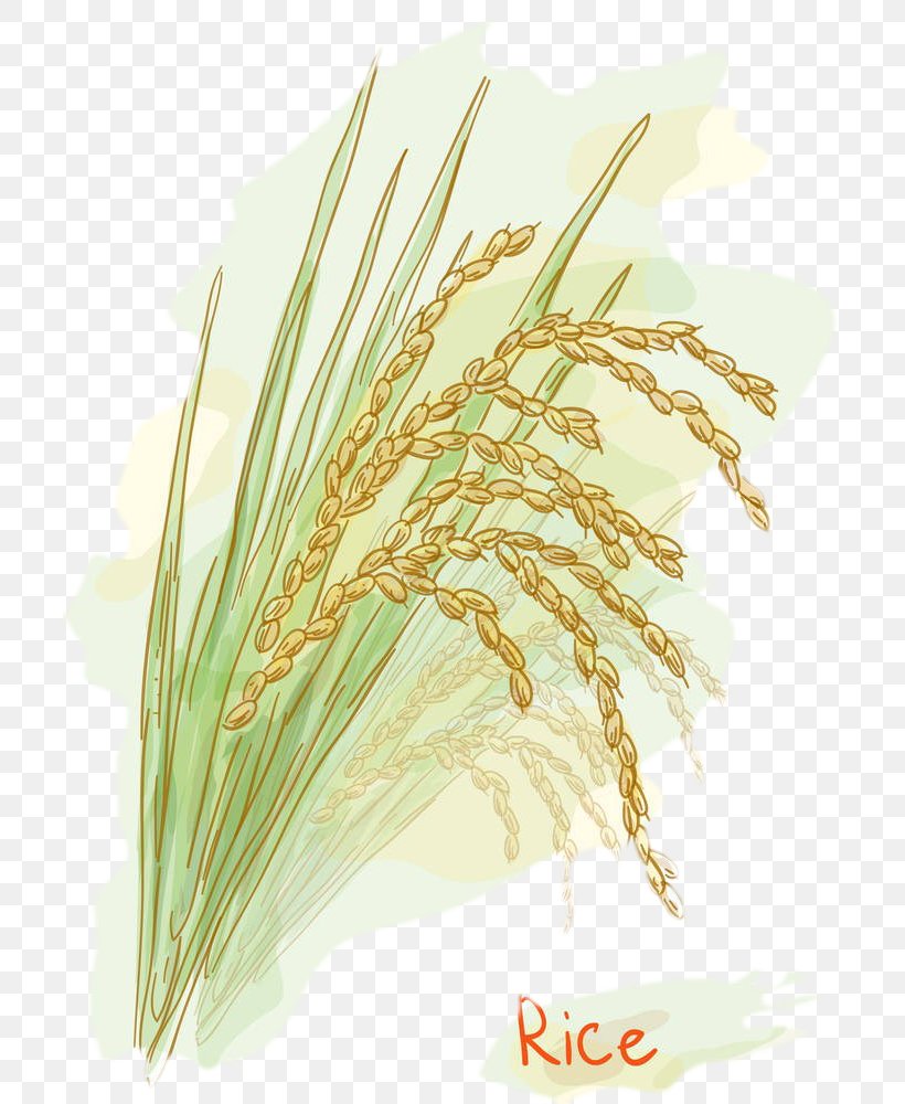 Rice Stock Photography Watercolor Painting Clip Art, PNG, 706x1000px, Rice, Avena, Cereal, Cereal Germ, Commodity Download Free