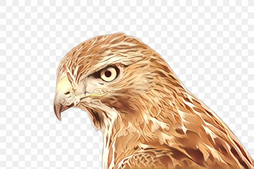 Bird Hawk Bird Of Prey Falcon Accipitridae, PNG, 2000x1332px, Cartoon, Accipitridae, Beak, Bird, Bird Of Prey Download Free