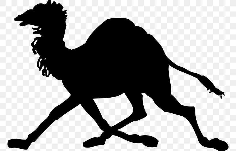 Camel Clip Art, PNG, 768x526px, Camel, Arabian Camel, Black And White, Camel Like Mammal, Camel Racing Download Free