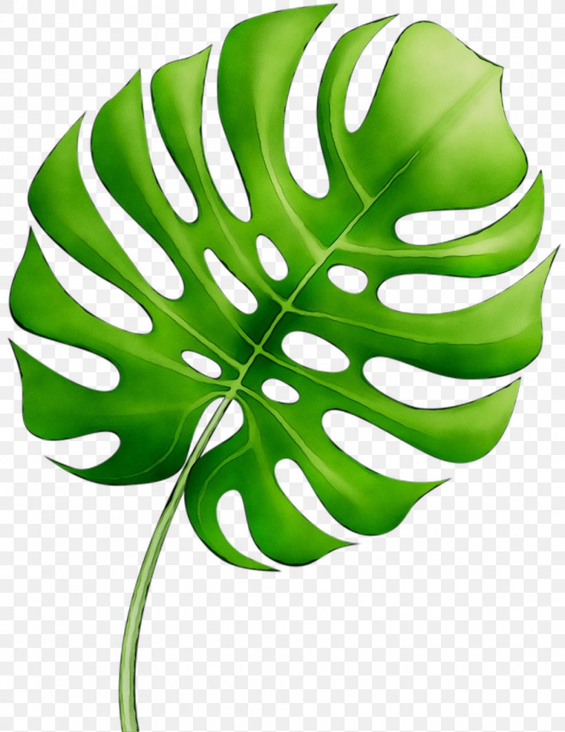 Leaf Plant Stem Green Flower Product Design, PNG, 1016x1316px, Leaf, Alismatales, Arum Family, Botany, Flower Download Free