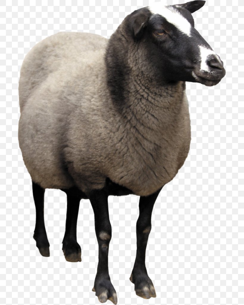 Pelibuey Sheep Desktop Wallpaper Digital Image Lambavill, PNG, 701x1024px, Digital Image, Cow Goat Family, Display Resolution, Eid Aladha, Fur Download Free