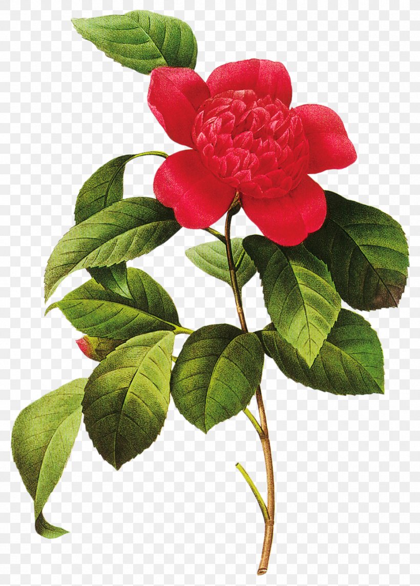 Choix Des Plus Belles Fleurs Botanical Illustration Art Floral Design, PNG, 932x1300px, Choix Des Plus Belles Fleurs, Art, Artist, Botanical Illustration, Botany Download Free
