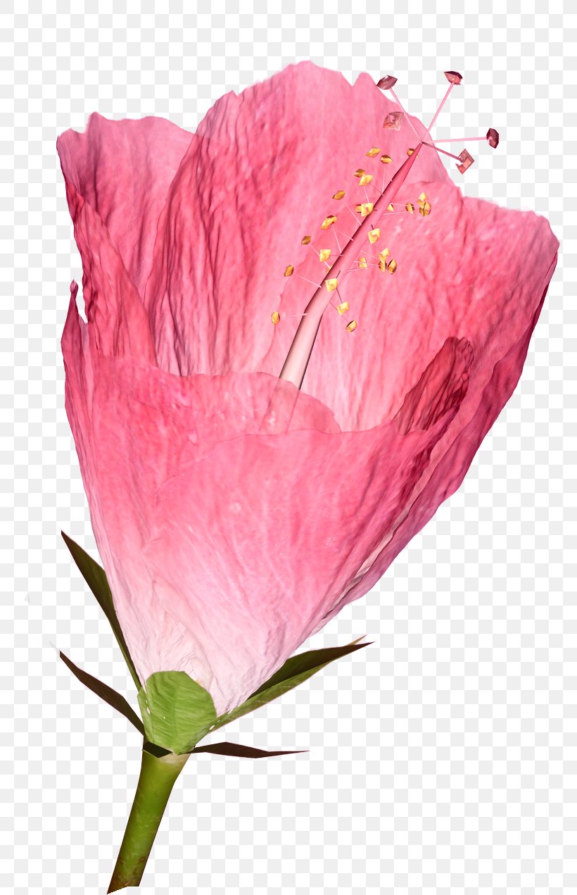 Flower TIFF Petal Clip Art, PNG, 778x1271px, Flower, Blog, Blossom, Bud, Close Up Download Free