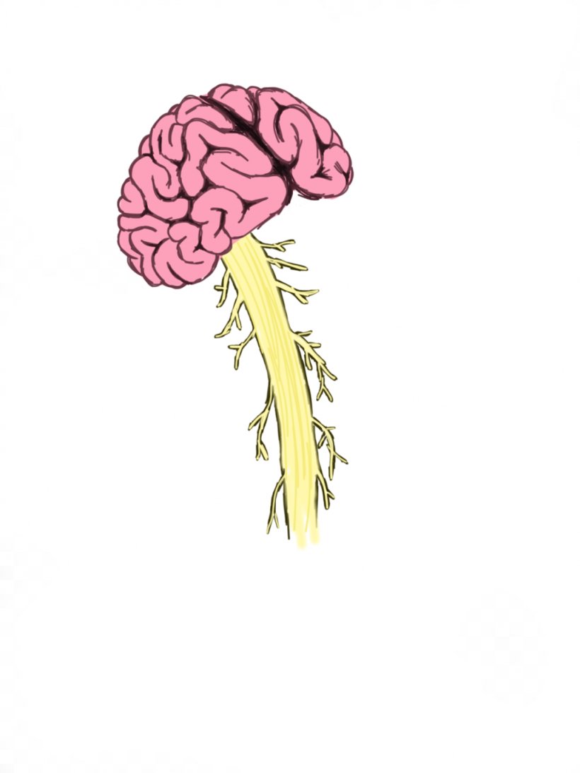 Human Brain Spinal Cord Injury Vertebral Column, PNG, 1024x1365px,  Watercolor, Cartoon, Flower, Frame, Heart Download Free
