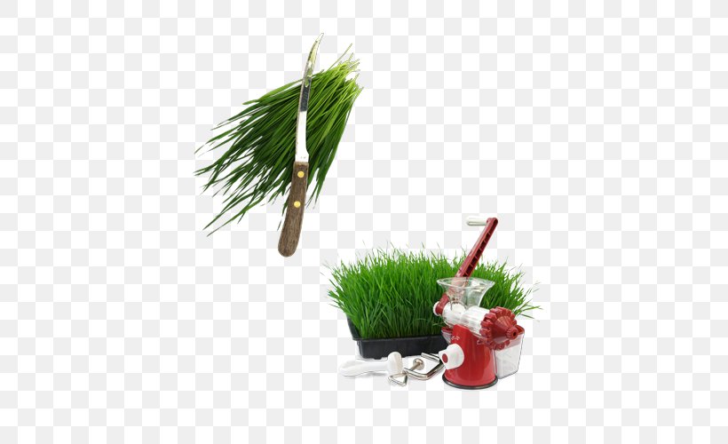 Juice Wheatgrass Icon Design, PNG, 500x500px, Juice, Chives, Christmas Ornament, Evergreen, Flowerpot Download Free