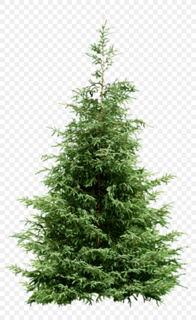 Nordmann Fir Spruce Christmas Tree Pine, PNG, 800x1340px, Nordmann Fir, Biome, Bucida Buceras, Cedar, Christmas Day Download Free