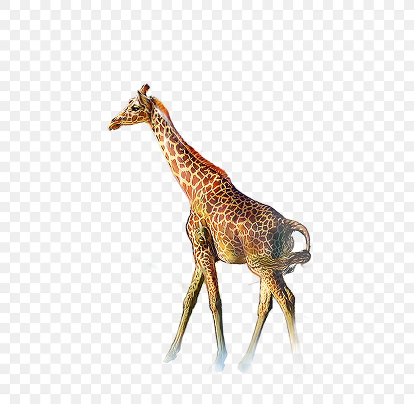 Northern Giraffe Deer Animal, PNG, 800x800px, Northern Giraffe, Animal, Deer, Fauna, Giraffe Download Free