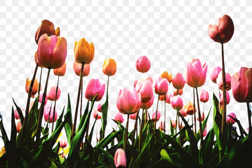Pink Flower Cartoon, PNG, 2444x1632px, Tulip, Blossom, Botany, Bud, Computer Download Free